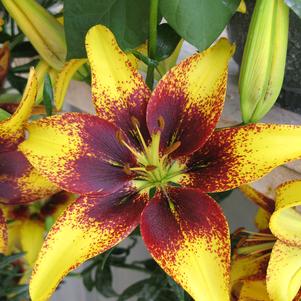 Asiatic Lily Tango  'Tiger Play'