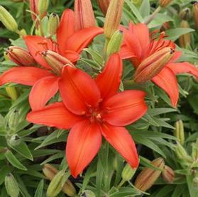 Asiatic Pot Lily  'Mount Dragon'