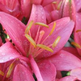 Asiatic Pot Lily  'Mount Duckling'