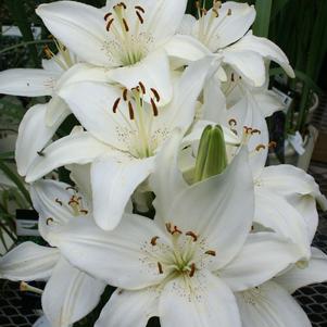 Asiatic Pot Lily  'New Wave'