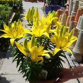 Asiatic Pot Lily  'Petite Brigitte'