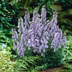 Aconitum cammarum 'Stainless Steel'