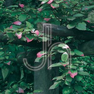Actinidia kolomikta 'Artic Beauty'