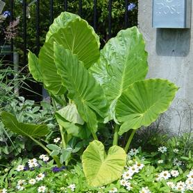 Alocasia macrorrhiza