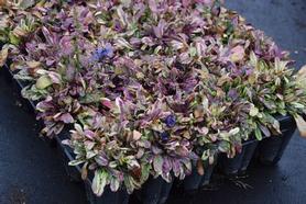 Ajuga  'Dixie Chip'