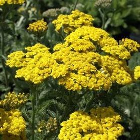 Achillea tomentosa 'Goldie'
