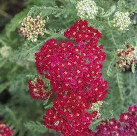 Achillea millefolium Tutti Frutti 'Pomegranate'