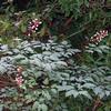 Actaea pachypoda 'Misty Blue'