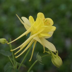 Aquilegia x 'Sunshine'