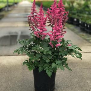 Astilbe chinensis 'Little Vision in Pink'