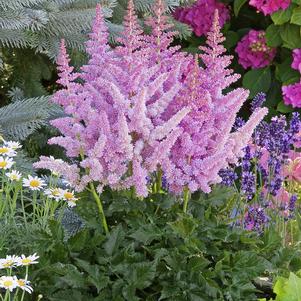 Astilbe chinensis 'Little Vision in Purple'