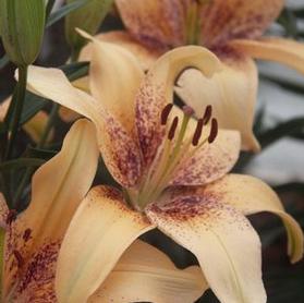 Asiatic Pot Lily Tango Passion  '4-You'