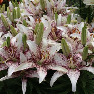 Asiatic Pot Lily Tango Passion  'Crossover'