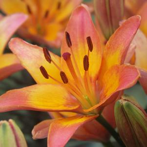 Asiatic Pot Lily Tango Passion  'Ladylike'