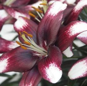 Asiatic Pot Lily Tango Passion  'Push Off'