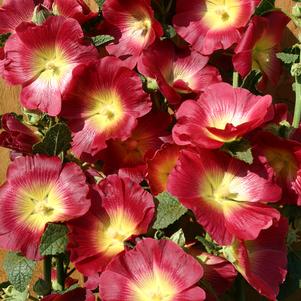 Alcea Rosea Halo Red & Yellow