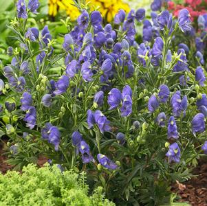 Aconitum  'Blue Lagoon'