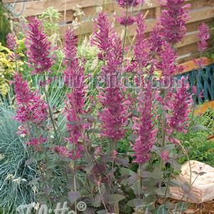 Agastache Cana-Hybr 'Bolero'
