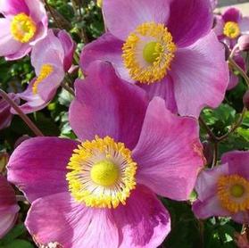 Anemone x 'Pretty Lady Diana'