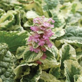 Ajuga reptans 'Pink Lightning'