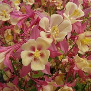 Aquilegia Swan Pink & Yellow