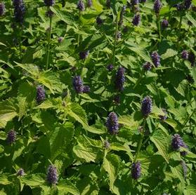 Agastache foeniculum 'Golden Jubilee'
