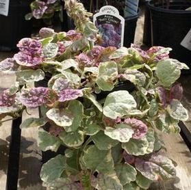 Ajuga reptans 'Party Colors'