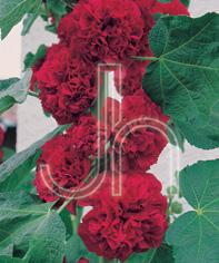 Alcea rosea 'Chater's Double Red'