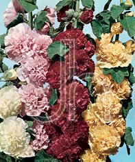 Alcea rosea 'Chater's Double Mixed'