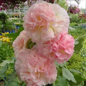 Alcea rosea 'Peaches 'n Dreams'