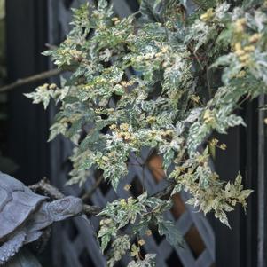 Ampelopsis brevipedunculata 'Elegans'