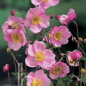 Anemone hupehensis 'Pink Saucer'