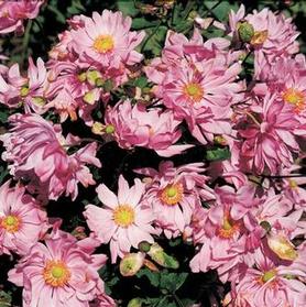 Anemone x 'Party Dress'