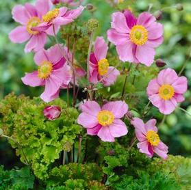 Anemone crispa