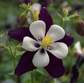 Aquilegia colorado 'Violet & White'