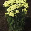 Achillea millefolium 'Sunny Seduction'