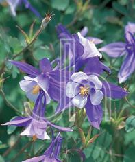 Aquilegia x 'Bunting'
