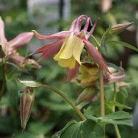 Aquilegia flabellata 'Blackcurrant Ice'