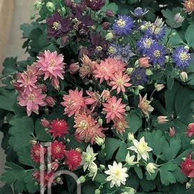 Aquilegia  'Clementine Mix'