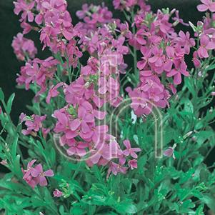 Arabis blepharophylla 'Spring Charm'