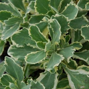 Arabis caucasica 'Variegata'