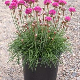 Armeria maritima 'Bloodstone'