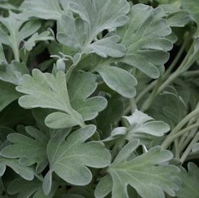 Artemisia stelleriana 'Silver Brocade'