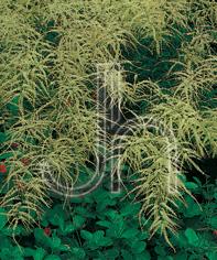 Aruncus dioicus 'Kneiffii'