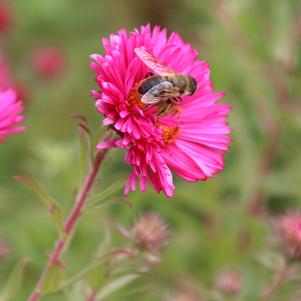 Aster dumosus 'Alert'