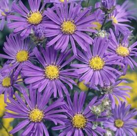 Aster  'Blue Autumn'