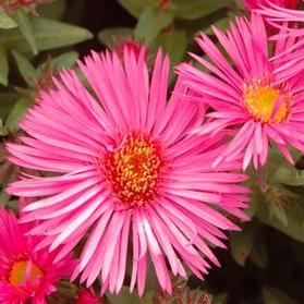 Aster novae-angliae 'Vibrant Dome'