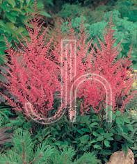 Astilbe arendsii 'Erica'