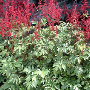 Astilbe arendsii 'Glow'