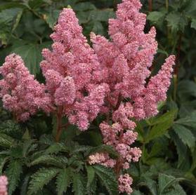 Astilbe arendsii 'Sister Theresa'
